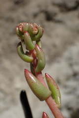 Dudleya viscida