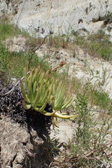 Dudleya viscida