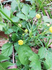 Ranunculus auricomus