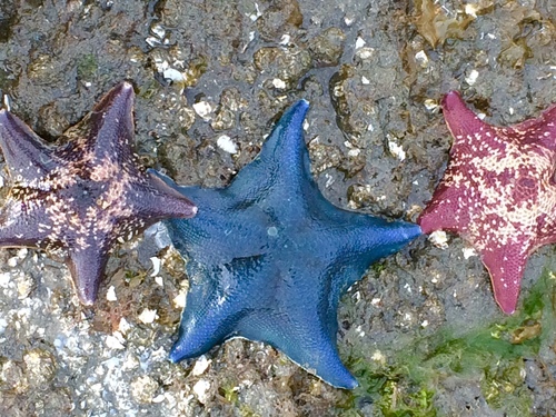 Bat Star, photo 2 of 7