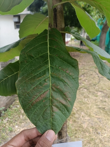 Madhuca observed 2026-08-18
