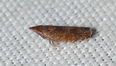Scaphytopius rubellus