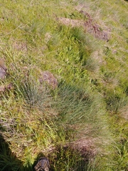 Festuca roemeri