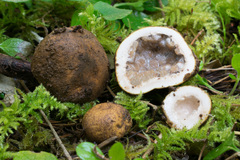 Elaphomyces granulatus