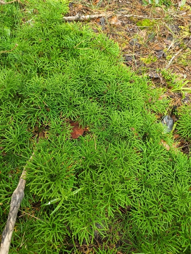 northern ground-cedar