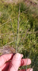 Festuca roemeri