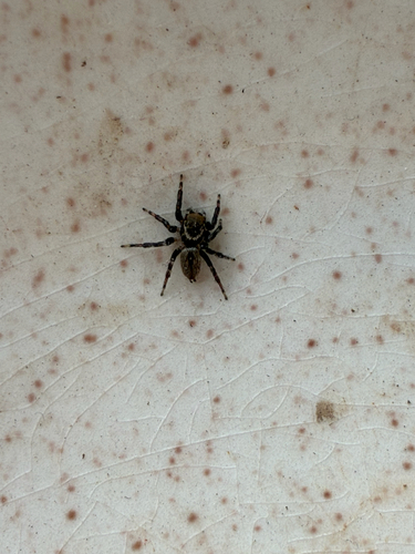 White Banded House Jumper