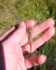 Festuca roemeri