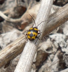 Gallerucida bifasciata