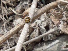 Gallerucida bifasciata