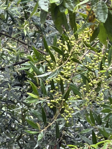 Olea europaea observed 2026-08-17