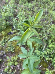 Lysimachia quadrifolia