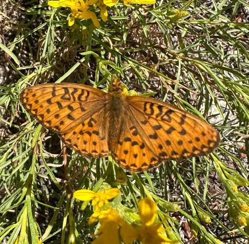 iNaturalist observation photo of Greater Fritillaries