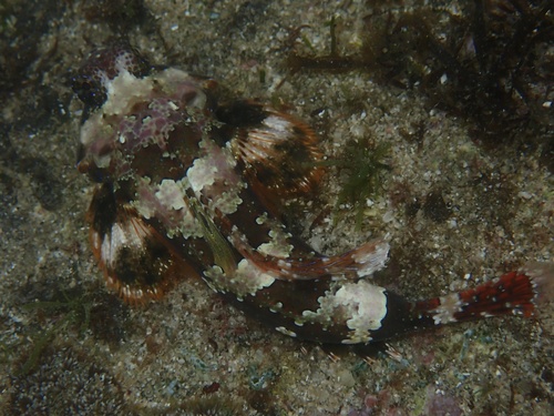 Neosynchiropus ocellatus observed 2026-08-16