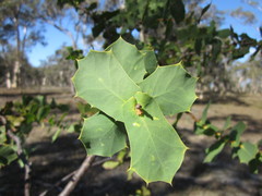 Hakea prostrata