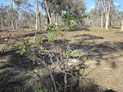 Hakea prostrata