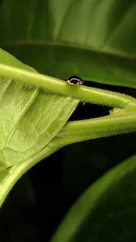 Small Pied Lady Beetles