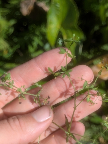 Stiff Marsh Bedstraw