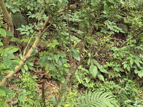 Tailed Jay