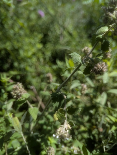 Catnip