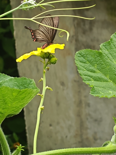 Epicopeia hainesii