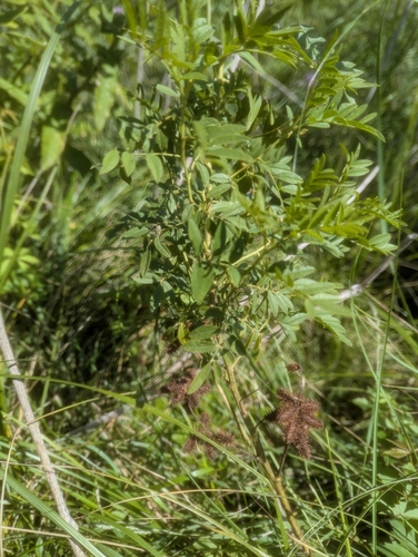 Wild Licorice