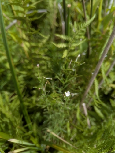 Linear-leaf Willowherb