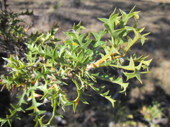 Banksia armata armata