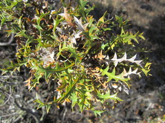 Banksia armata armata