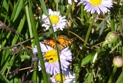 Chrysolarentia chrysocyma