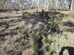 Banksia armata armata
