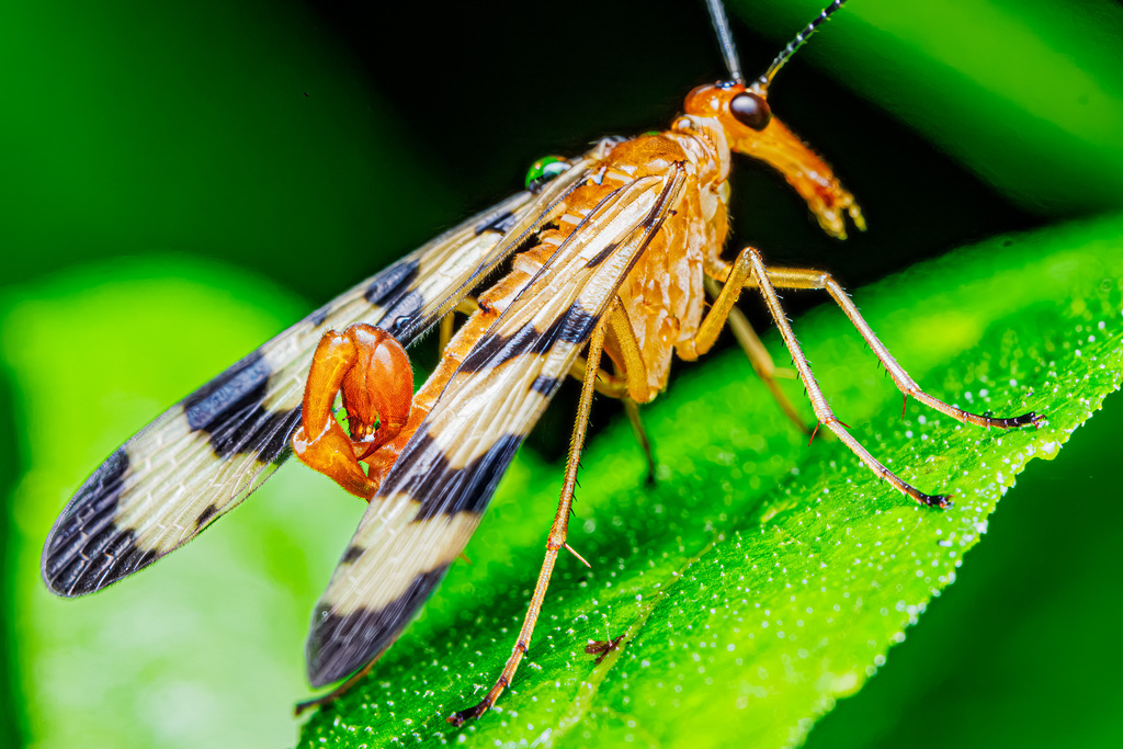Forked Scorpionfly