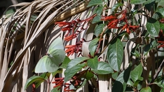 Catopsilia pomona