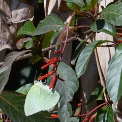 Catopsilia pomona