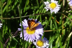 Chrysolarentia chrysocyma