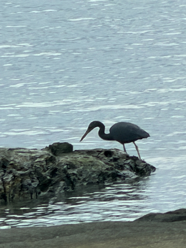 Pacific Reef Heron