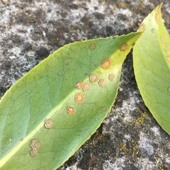 Cephaleuros