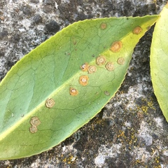 Cephaleuros