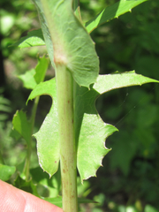 Lactuca ludoviciana