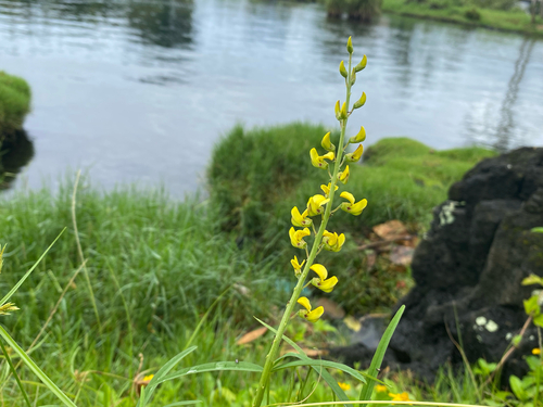 Crotalaria lanceolata observed 2026-08-17