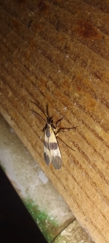Correbidia assimilis