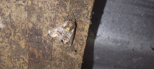 Paectes lunodes