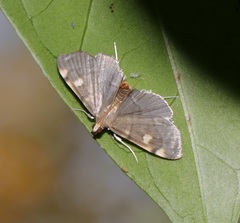 Luma sericea