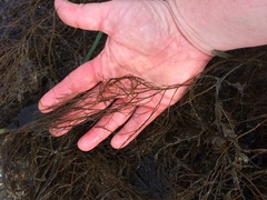 Desmarestia aculeata