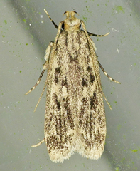 Martyringa ravicapitis