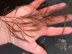 Desmarestia aculeata