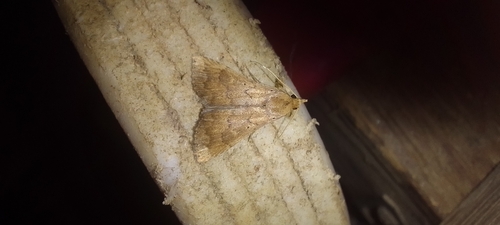 Poena drucella