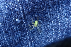 Araneus ginninderranus