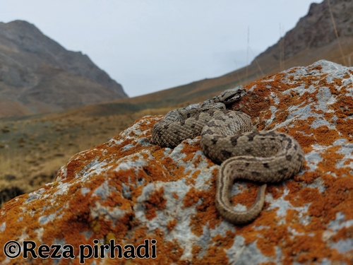 Photo of a Kuhrang Mountain Viper (Montivipera kuhrangica)