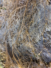 Desmarestia aculeata